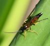 Diphyus raptorius